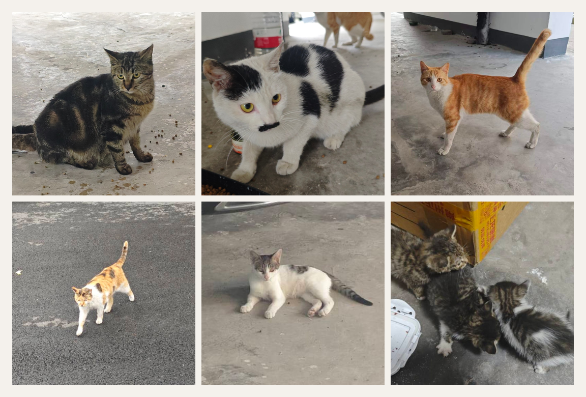 楼下的猫:小栗子、小八嘎、小橘子和它们的邻居