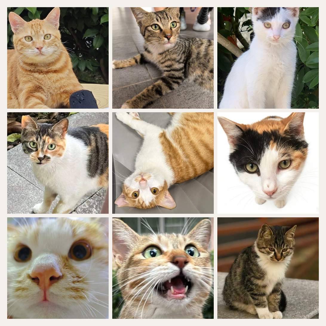 各地喵星里的猫